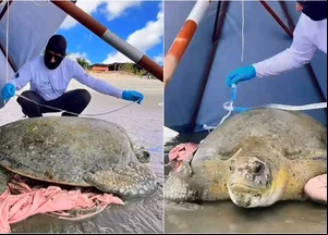 Tartaruga-verde encalhou na praia de Barra Grande