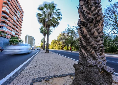Carnaúba é simbolo do Piauí 